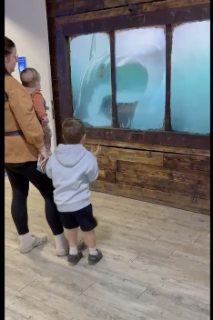 サメの映像にびっくりする子ども
