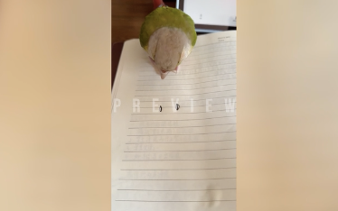 ひまわりの種の絵に困惑するインコ