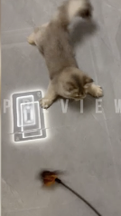 猫じゃらしの音と動きに合わせて小刻みに動く猫