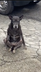 人間のように座る犬