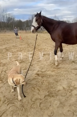 馬のリードを引く犬