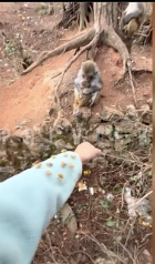 袖についたひっつき虫を取ってあげる母猿