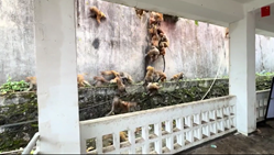 一斉に駆け下りてくるサルが大群すぎる