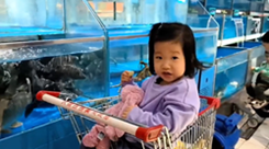 水槽から飛び出した魚が女の子に直撃