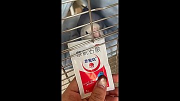 くちばしで袋を開けるオウム