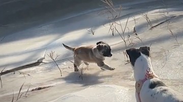 凍った坂道を必死に上る子犬