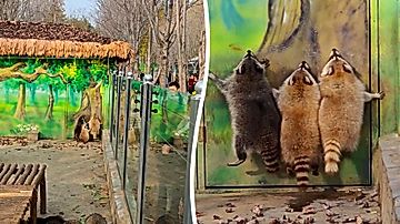 木の絵に本気ジャンプする3匹のアライグマ