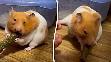 長～いおやつをほおばるハムスター