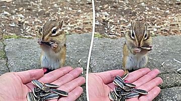 ひまわりの種を職人技で割るリス