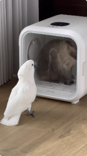 猫に猫の鳴き声で話しかけるオウム