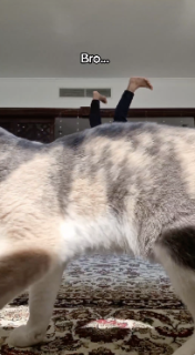 撮影中にベストタイミングでフレームインする猫