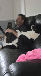 飼い主にかまって欲しくて甘える犬