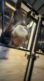 口で変な音を出す馬