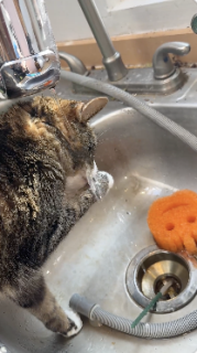 水を飲むのが下手な猫