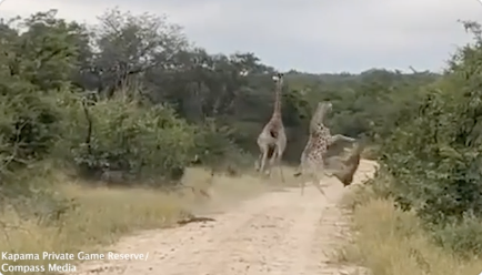 ライオンを蹴散らす子キリン