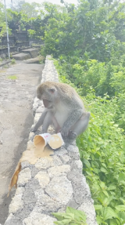 お気に召さず怒る猿