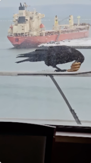 おやつを全部持っていきたいカラス