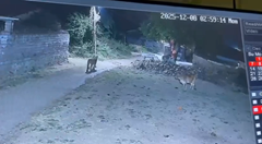 ライオンを追い払う子牛