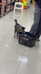 おやつを客の買い物かごに入れるちゃっかり猫