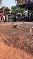 見事なドリブルスキルで弟にボールを渡さない犬