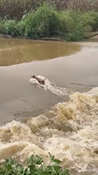 急流を戦い抜いた犬