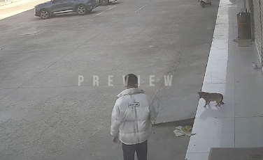 犬を追い払おうとした男性に天罰