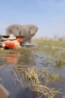 観光客を襲撃するゾウ