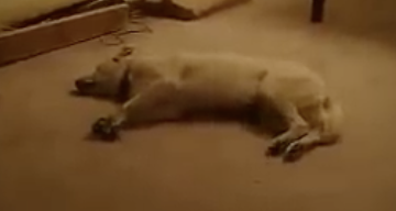 夢から覚めても走る犬