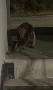 コロラドに現れたチュパカブラ