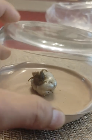 隕石から謎の生物？①