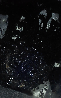 隕石から謎の生物?②