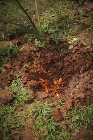 隕石から謎の生物?③