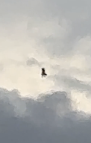 フランスの空を飛ぶ魔女