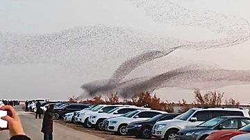夕空を波のように舞う鳥群