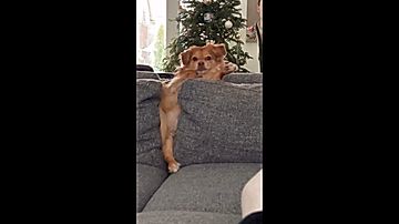 チキンに即反応する犬