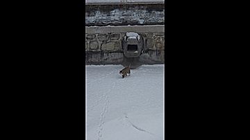 雪上の足跡にそって歩く猫