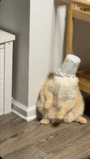 猫の頭に空のヨーグルトの容器がすっぽり