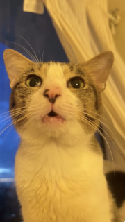 カッコウの鳴き声のような猫