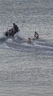 ボートに引っ張られて器用にサーフィンする犬