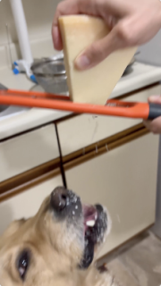 削りたてのチーズを食べる犬