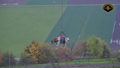 出産後の弱った母牛を溝からヘリコプターで救助