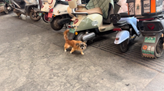 体を掻くのにぴったりなバイクを見つけた犬