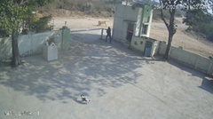 門の隙間をくぐってライオンの追跡から逃れた犬