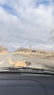 優秀すぎる牧羊犬
