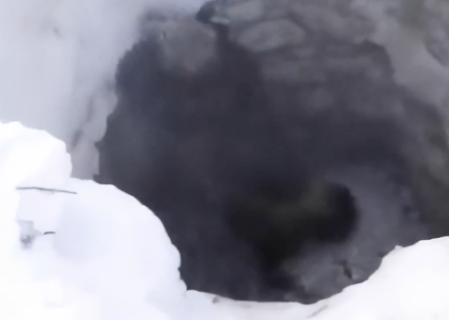 手荒な？クズリ救出方法