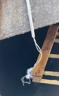 溺れている猫を紐を使って見事に救出