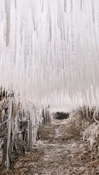 冬の嵐の後にできた氷柱のカーテン