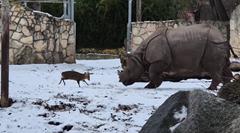 大きなサイに挑む子鹿