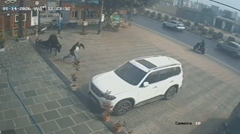 突進してくる牛からうまく逃げた男性