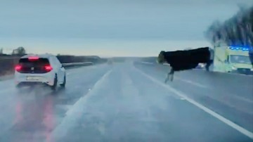 高速道路でいきなり飛び出してきた牛